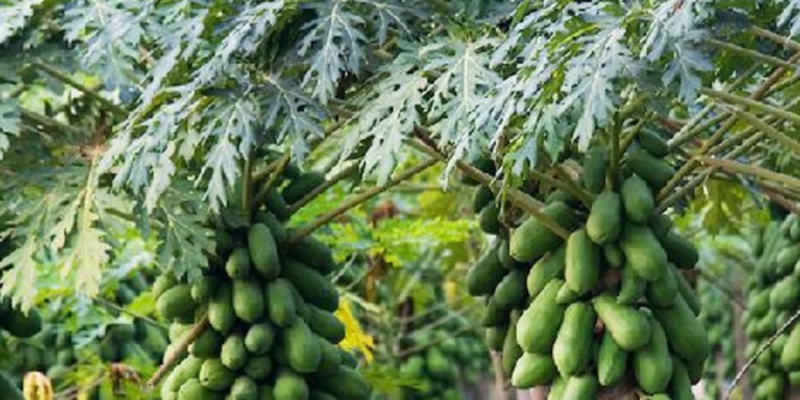 Budidaya Pepaya California